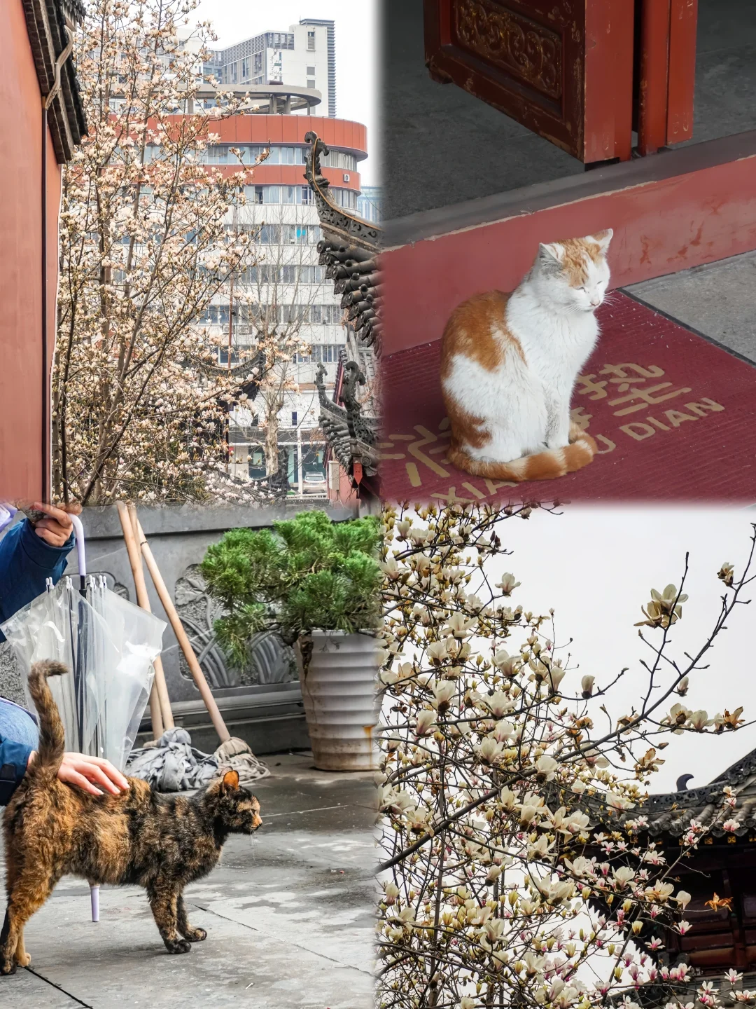 赏花+撸猫＝武汉道观！！！！