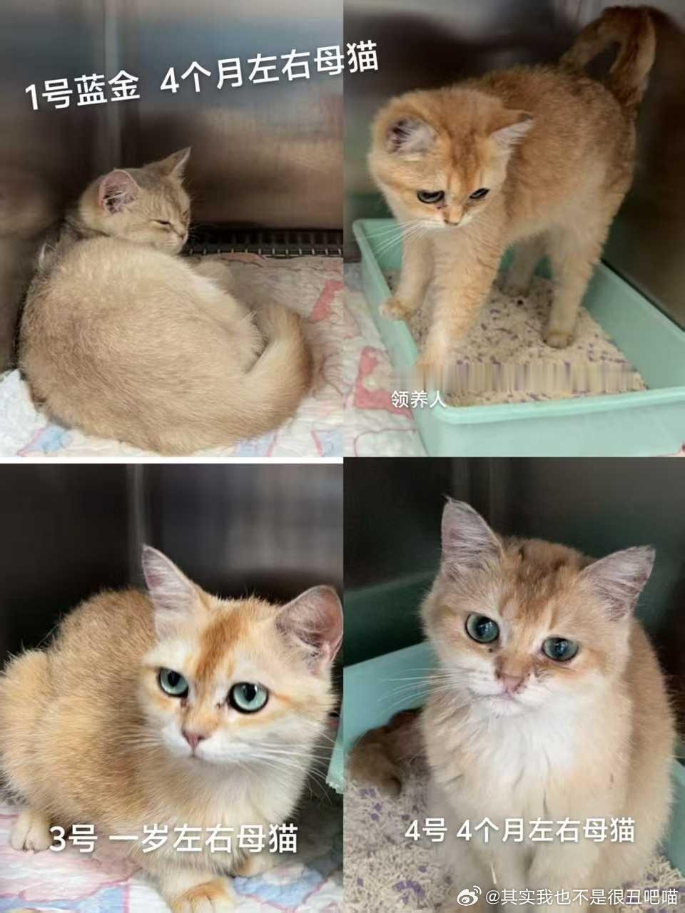 淮安领养 ❤️江苏领养 ❤️流浪猫领养 【领养】被繁殖户遗弃的金渐层找领养，猫咪