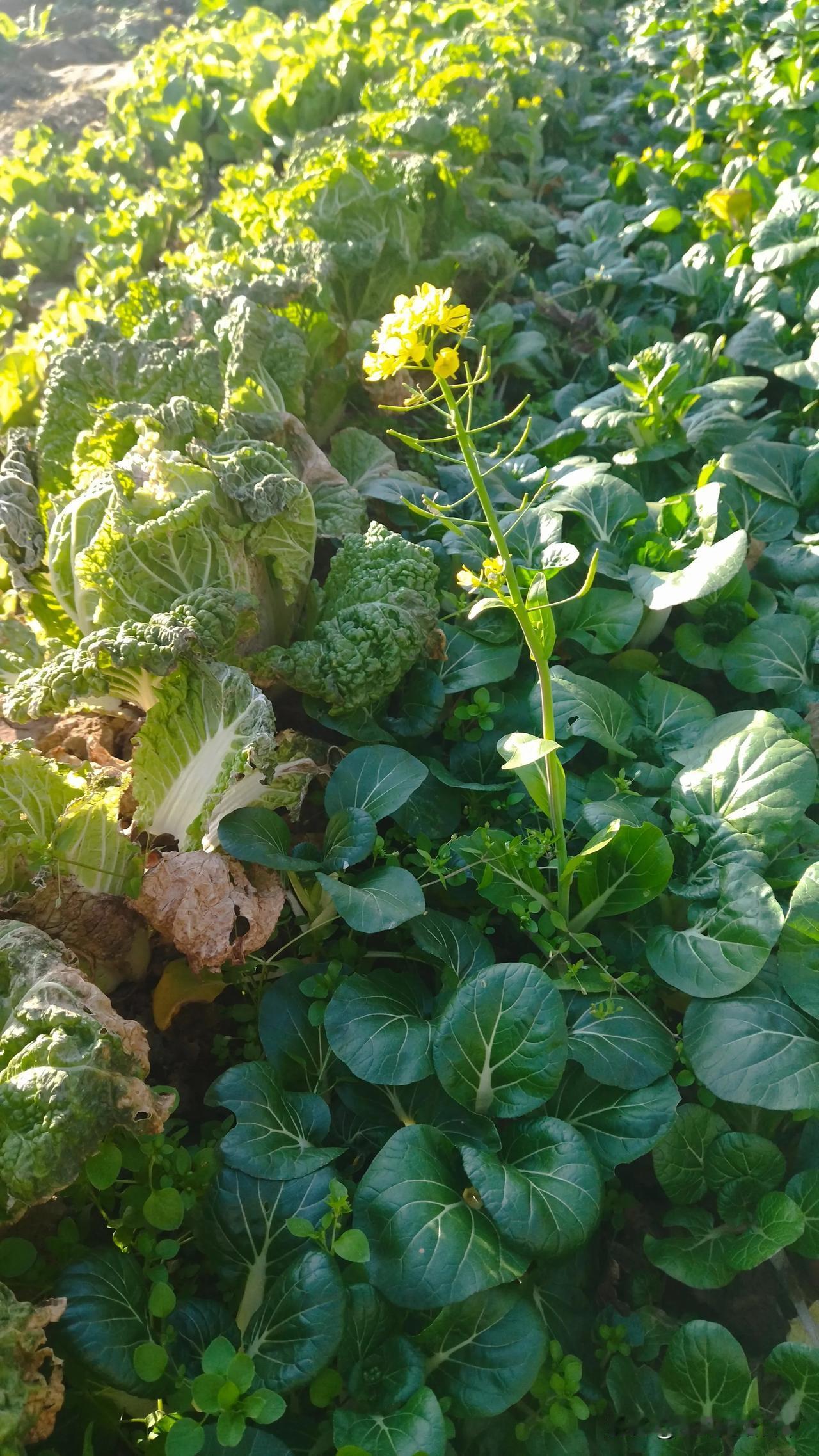 小青菜现在开花正常么？

昨天带娃去地里遛弯，发现邻居家地里的小青菜，我们这儿叫