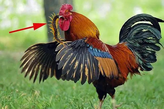 鸡是一种神奇的生物，它们吃各种虫子，青虫、蚂蚁、肉虫、蚯蚓、蜈蚣等等，它们居然不