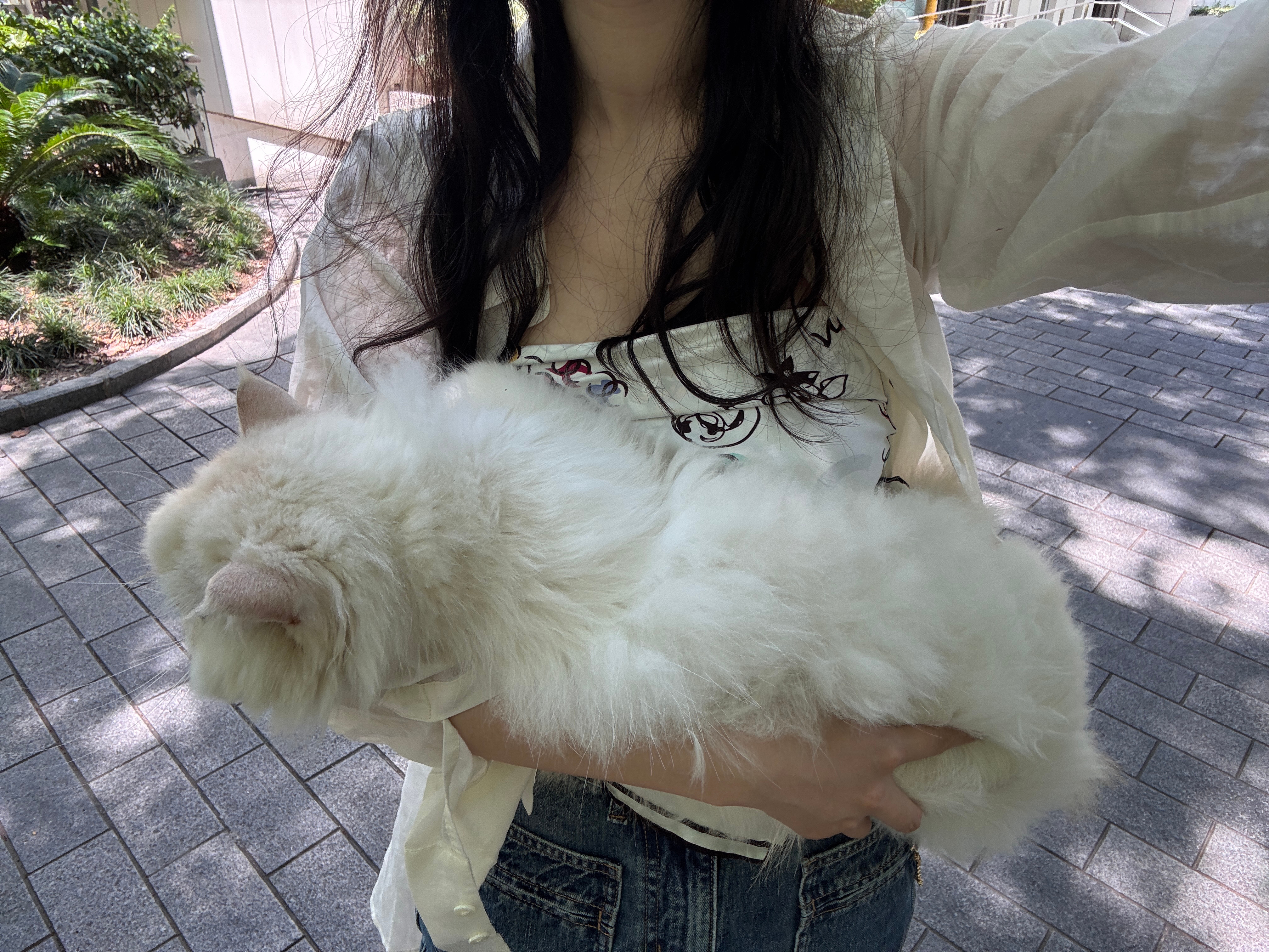 妈诶太热了！！抱着这只打绺的脏猫出门了！！早上洗猫的人来接！找不到猫！现在还得我