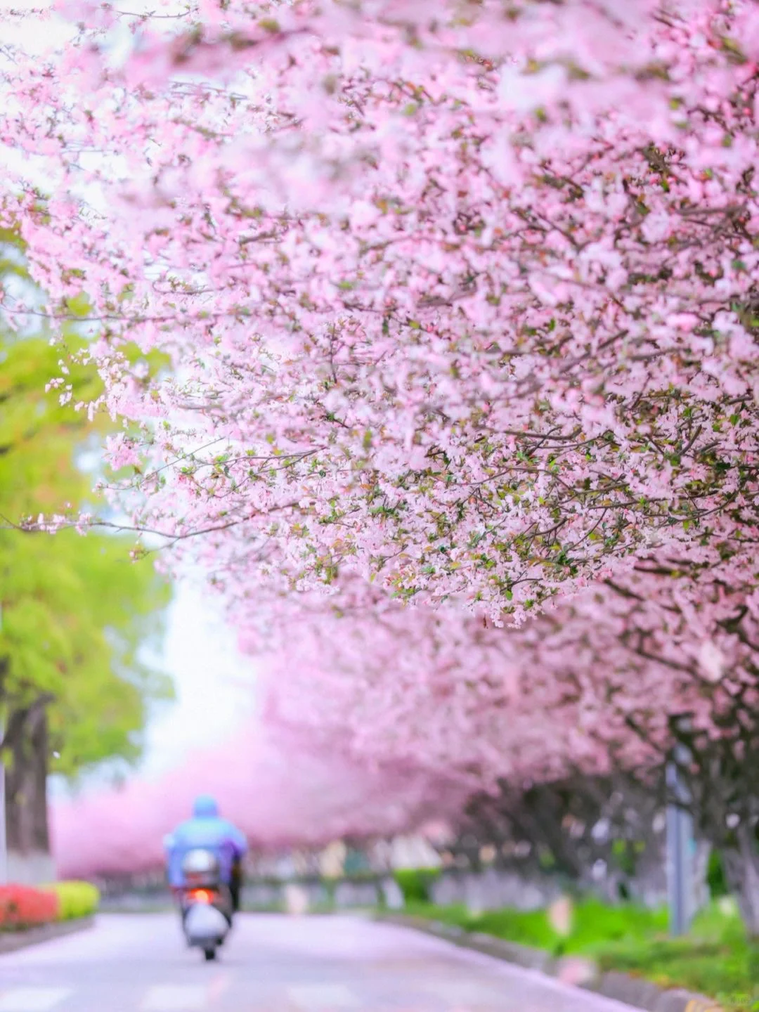 接下来2️⃣个🈷️苏州简直就是花的海洋🌸攻略