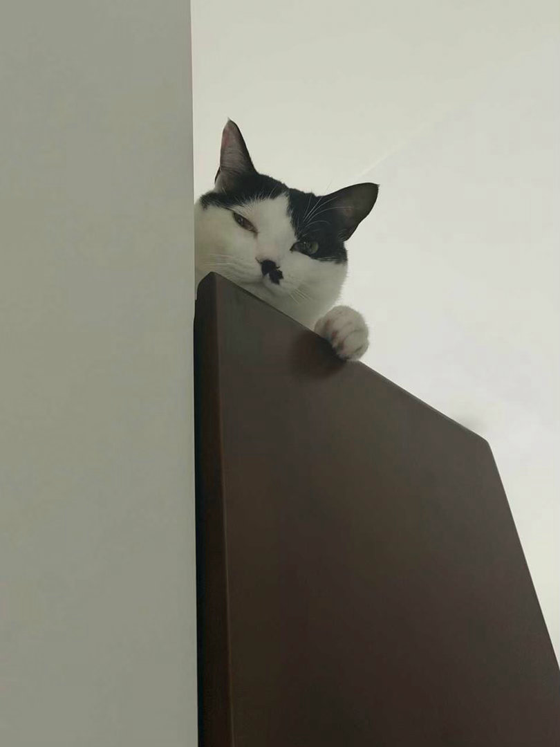 您是咖啡吗？困困的下午一见到您我就来了精神！daily奶牛猫 （投稿：） 