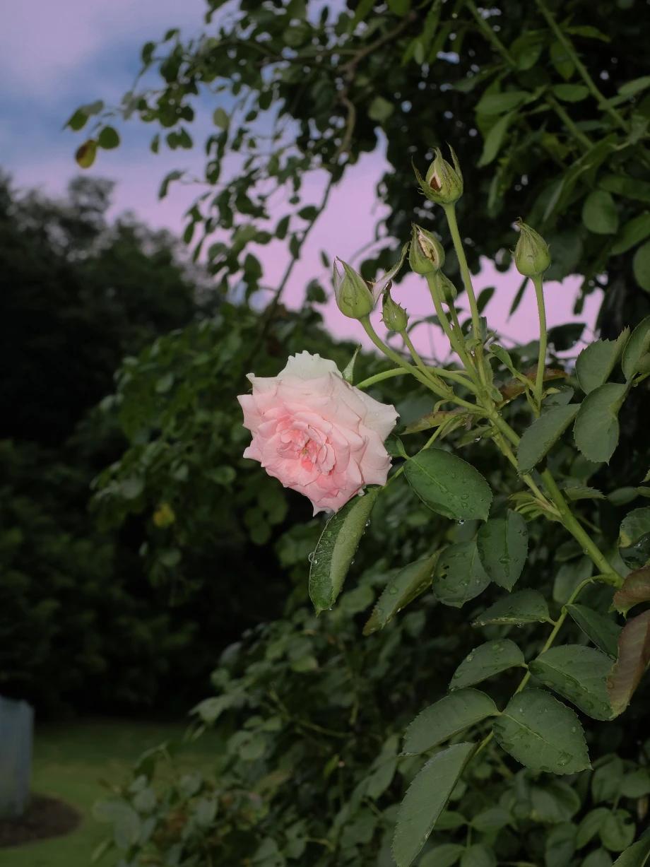 促拍满路花·夏长思情
文/莲花书院

香远侵帘细，蕉影倚窗横。
谁家惊起鹧鸪声。