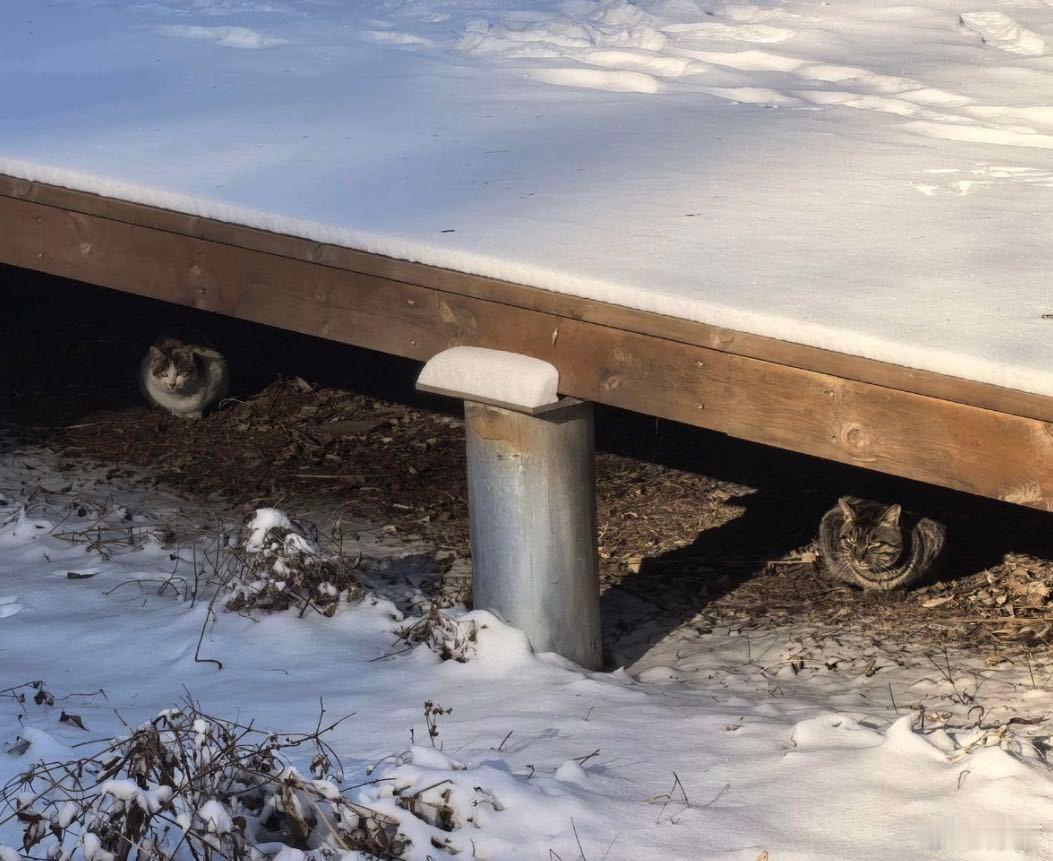 原来早安的新歌是写给流浪猫的 一直很喜欢早安的创作，新歌《踏雪》还是超出预期，没