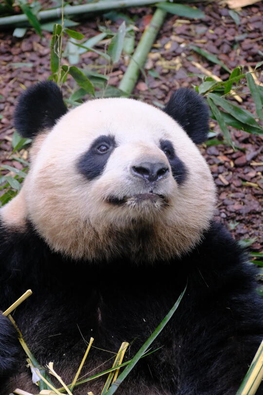 不小心把肉肉拍成了蜂蜜小狗