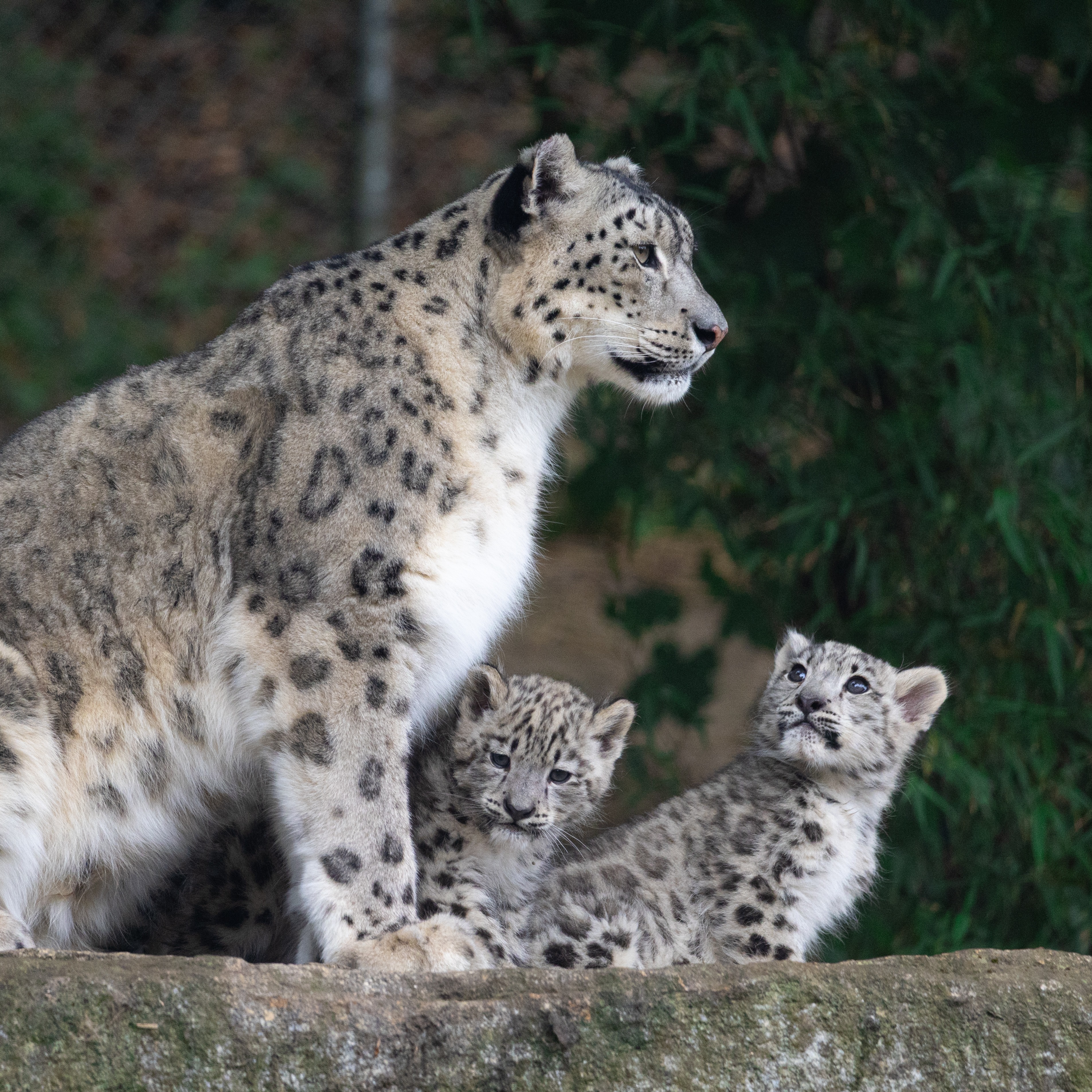 雪豹  妈妈是大大的雪山…宝宝是小小的毛球📍法国ZooParc de Trég