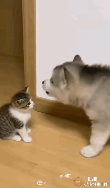 太绝了！是不是狗狗跟啥样的主人，就能把主人身上的关键样子都学去呀？[捂脸][捂脸