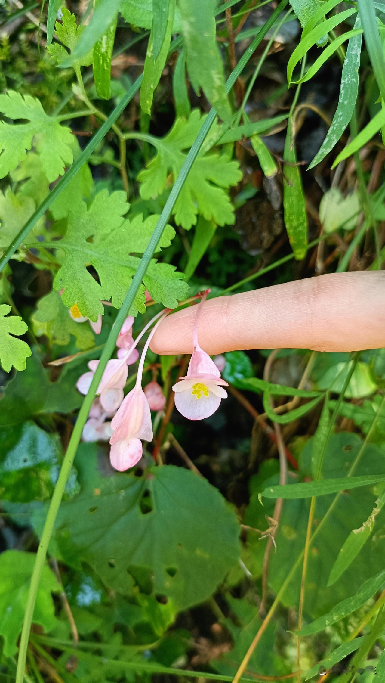 今天早上你们穿外套了吗？
一场秋雨一场寒，昨天晚上的雨让气温骤降，早上开窗感觉很