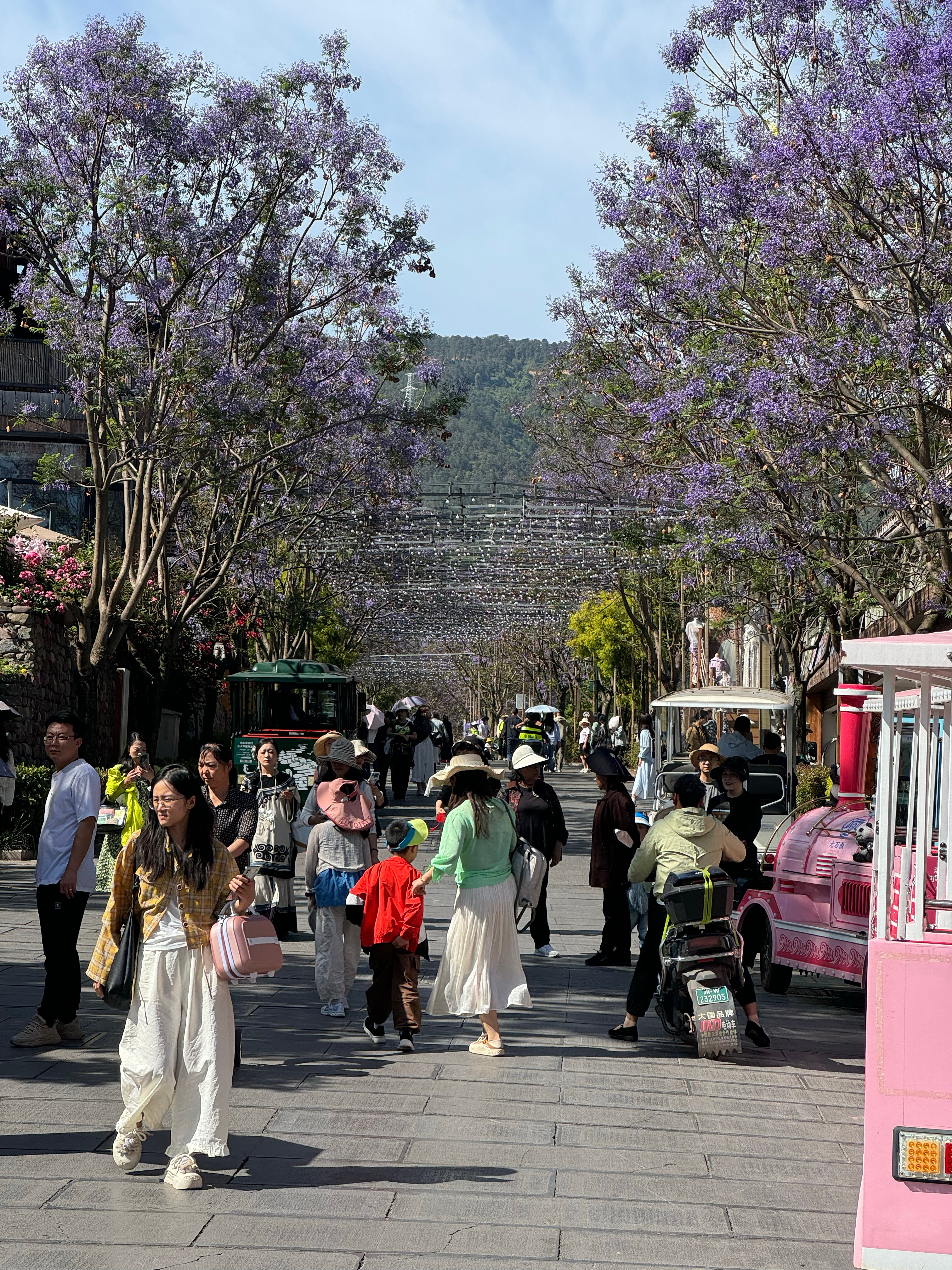 四川蓝花楹成网红打卡处5月1日，四川西昌。“五一”小长假首日，西昌艳阳高照，晴空