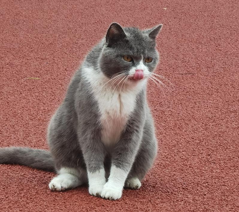 中午去食堂的路上，遇到了一只猫。当时，天空下着毛毛细雨，伞可打可不打。我喜欢沐浴