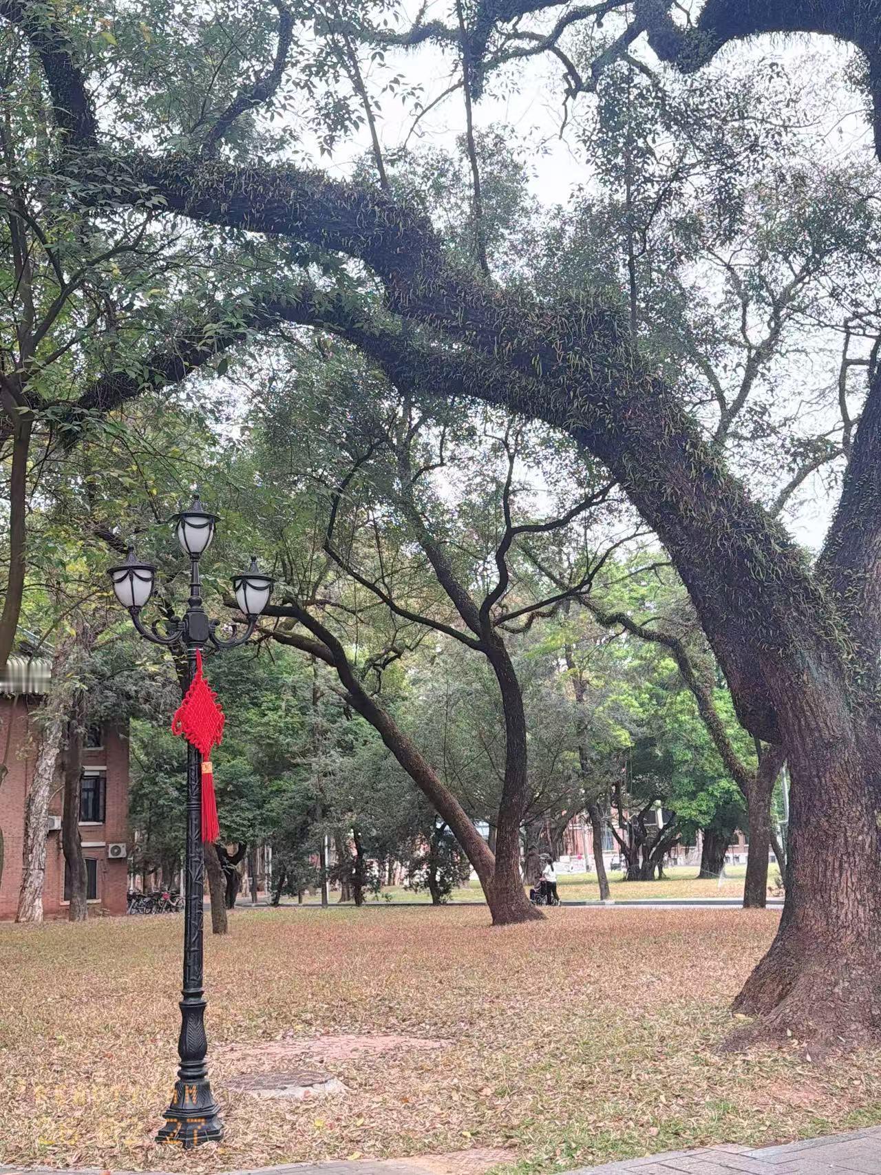 广州的树和曲阜的树，能看出区别吗？

图一，广州