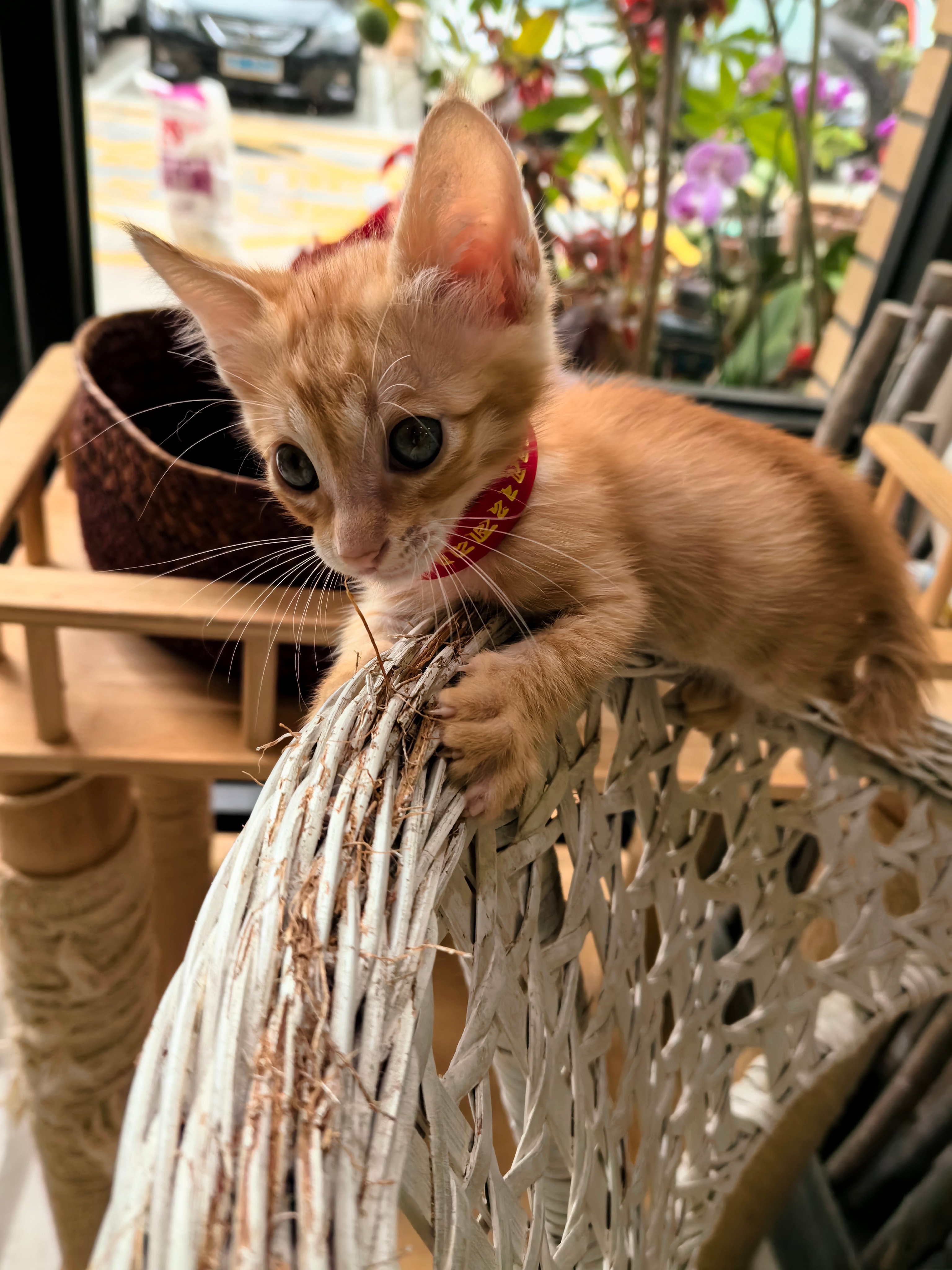 这家伙的小嘴套子也太好看了吧。。。猫咪深圳领养萌宠