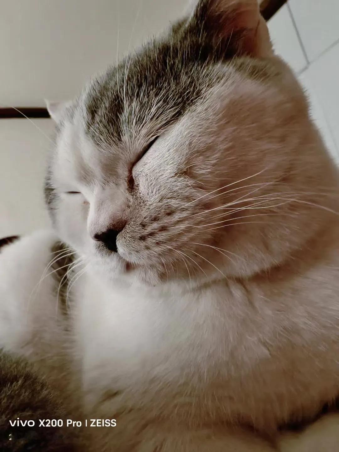 揭秘：如今的猫为啥不吃老鼠
发现如今养猫和养狗的很多，有意思的是他们都不各司其职