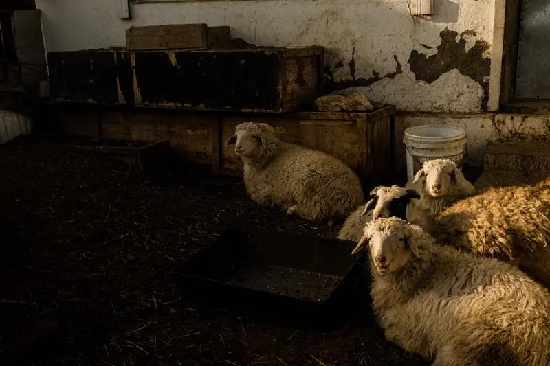 你关注的这则新闻，核心是四川广元一对务工夫妻因长期居住羊圈，双双感染“布鲁氏菌病