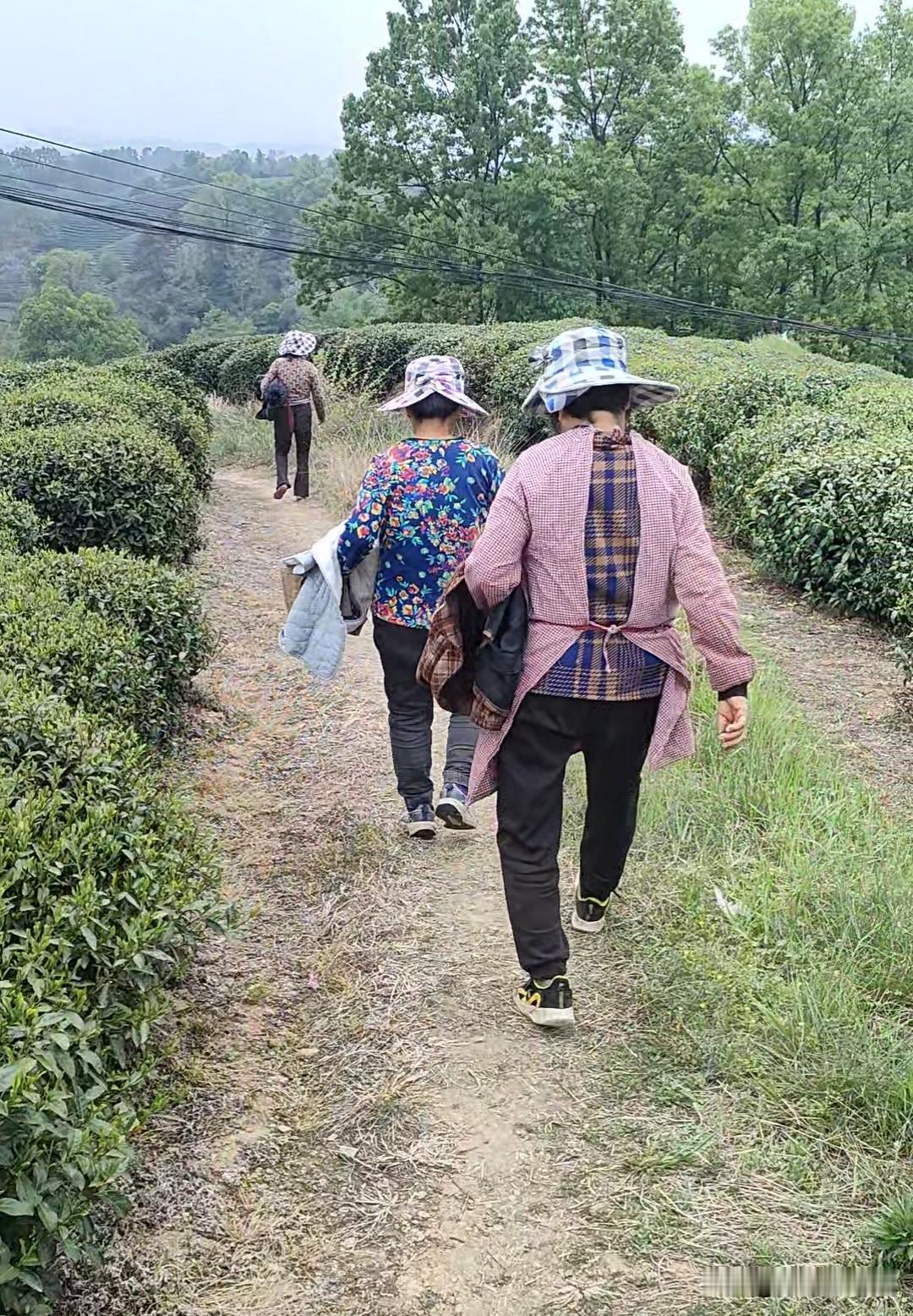 我在山区采茶的日子，信阳毛尖
采茶工人和茶农老板，都各自站在自己的立场，算计自己
