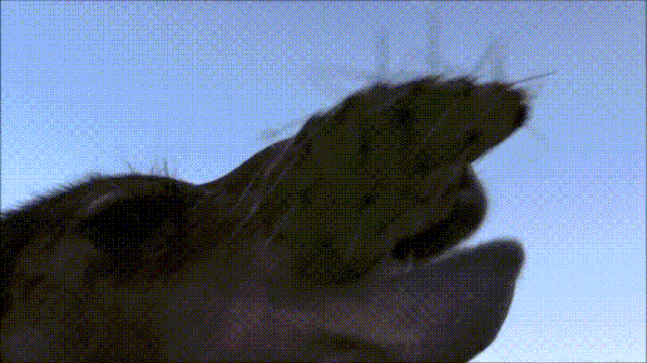 你见过骆驼吃浑身是刺的荆棘和仙人掌吗？密密麻麻的尖刺看着都疼，它却吃的津津有味，