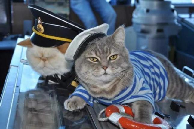 航母上为什么要养猫？是为了抓老鼠？那你就错了，现在航母上的猫可不是为了抓老鼠，而