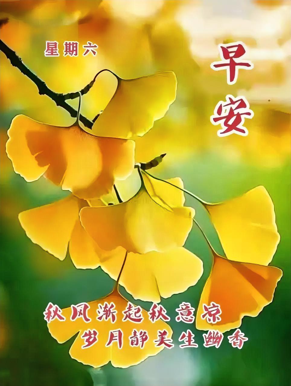 秋风渐起秋意凉，岁月静美生幽香。早安🍂