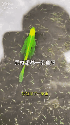 我就是想养一条鱼啊！[流泪]