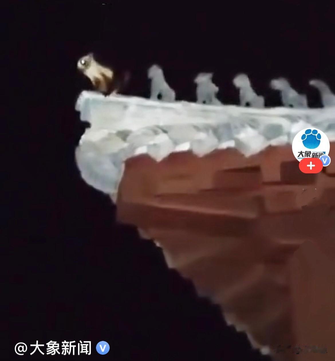 近日，夜深人静的时候，湖北武当山一古建筑的屋顶竟然多出来一位“活体神兽”，一只可