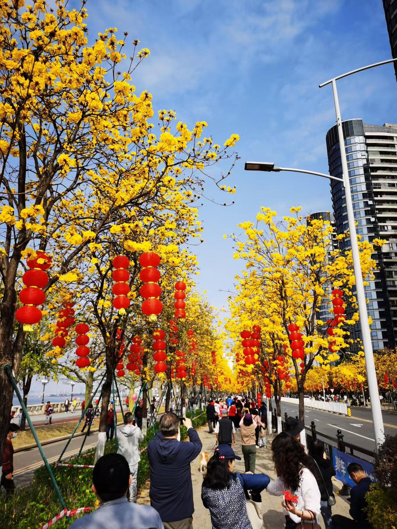 今年广州洲头咀公园的黄花风铃烂若云霞，格外迷人眼，我也是醉了……

不是因为春天