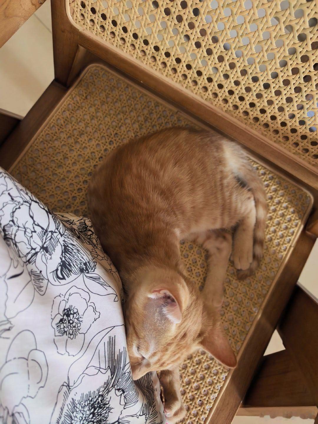 我猫崽的爪爪好臭[捂嘴哭] 猫[超话] ​​​