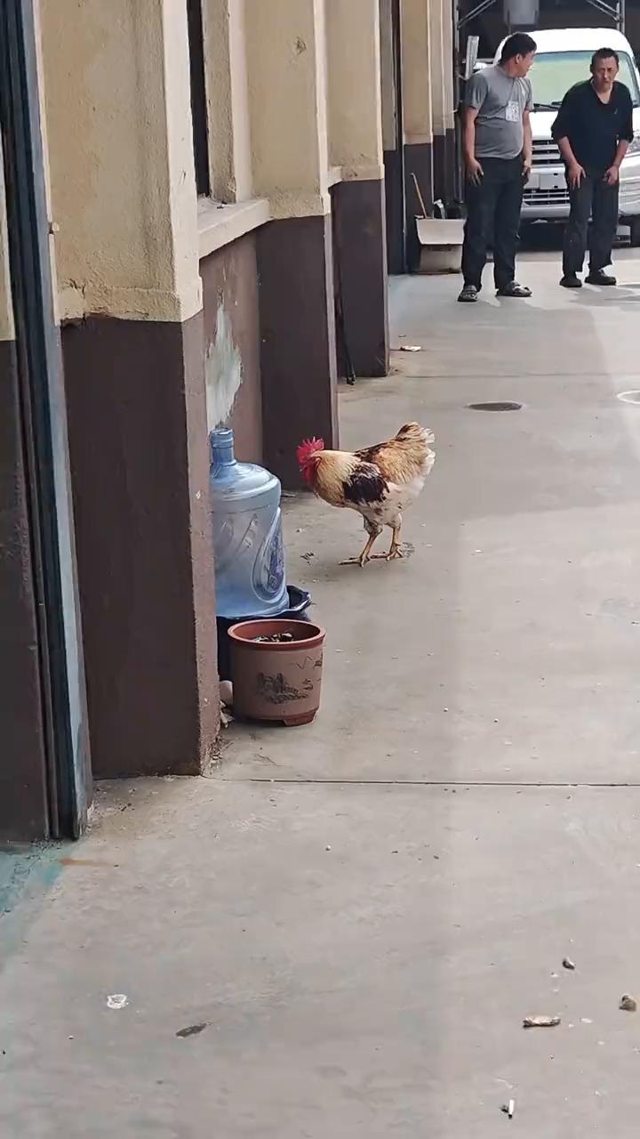哈。