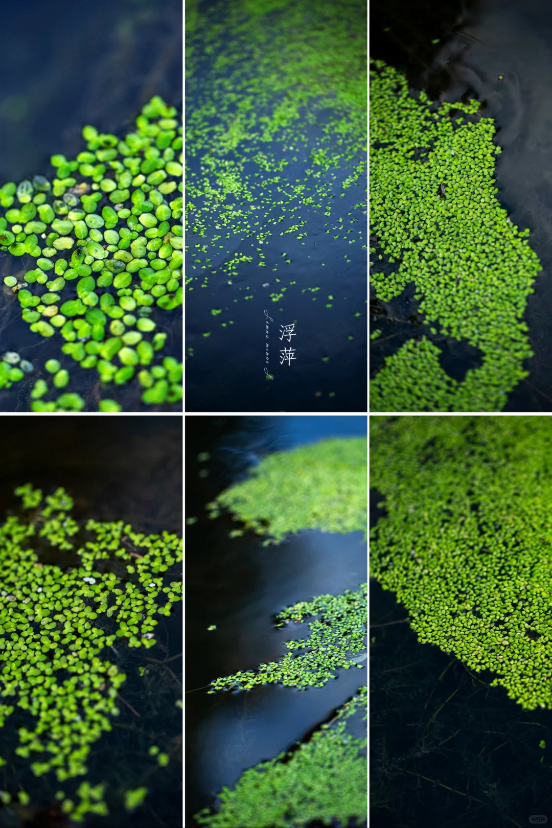 浮萍草”让秋天一下子也了有春天的色彩
