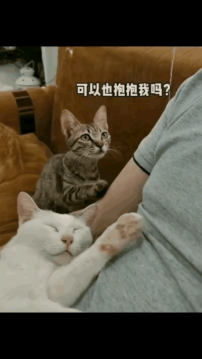 猫咪也是有灵性的，你看视频里主人抱着白猫睡得正香时，恰好被旁边的狸花猫看见了，于