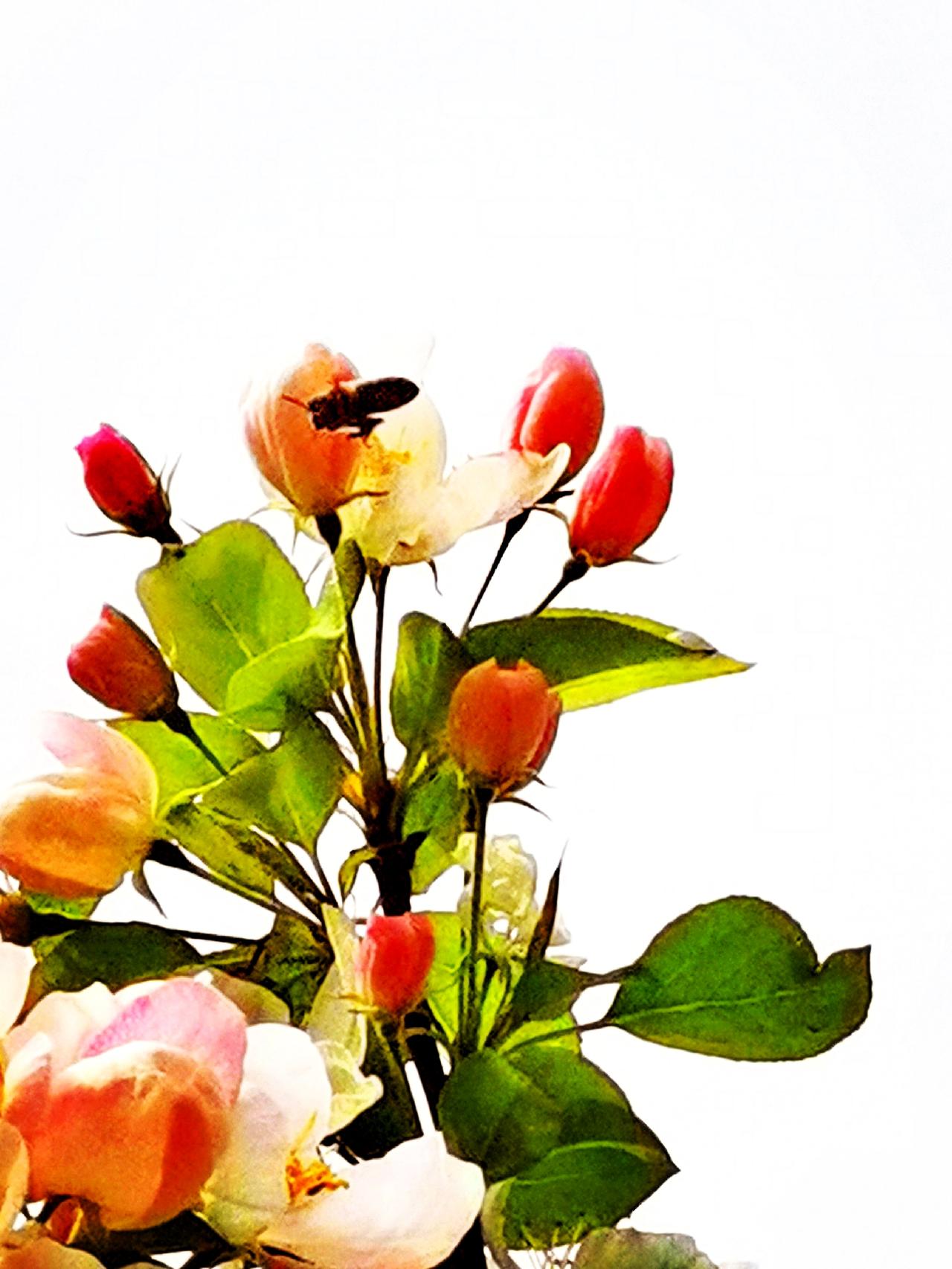 海棠花古诗三首晒图笔记大赛 
写海棠花的古诗三首

我选了三首最负盛名的海棠古诗