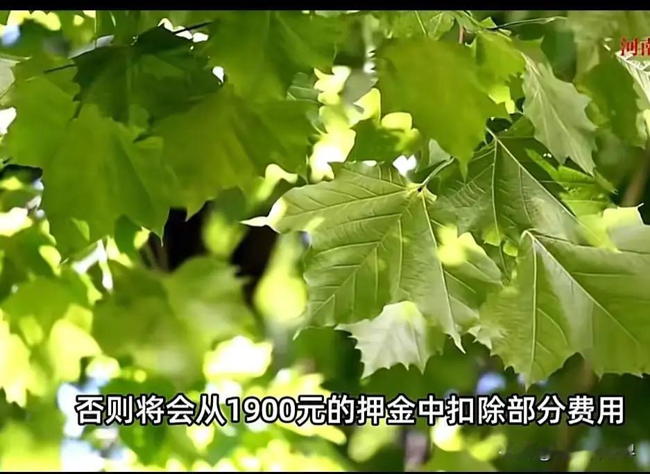 河南女子退租前夜发疯？7 个下水口全灌水泥，床底藏腐肉，房东推门瞬间崩溃！

你