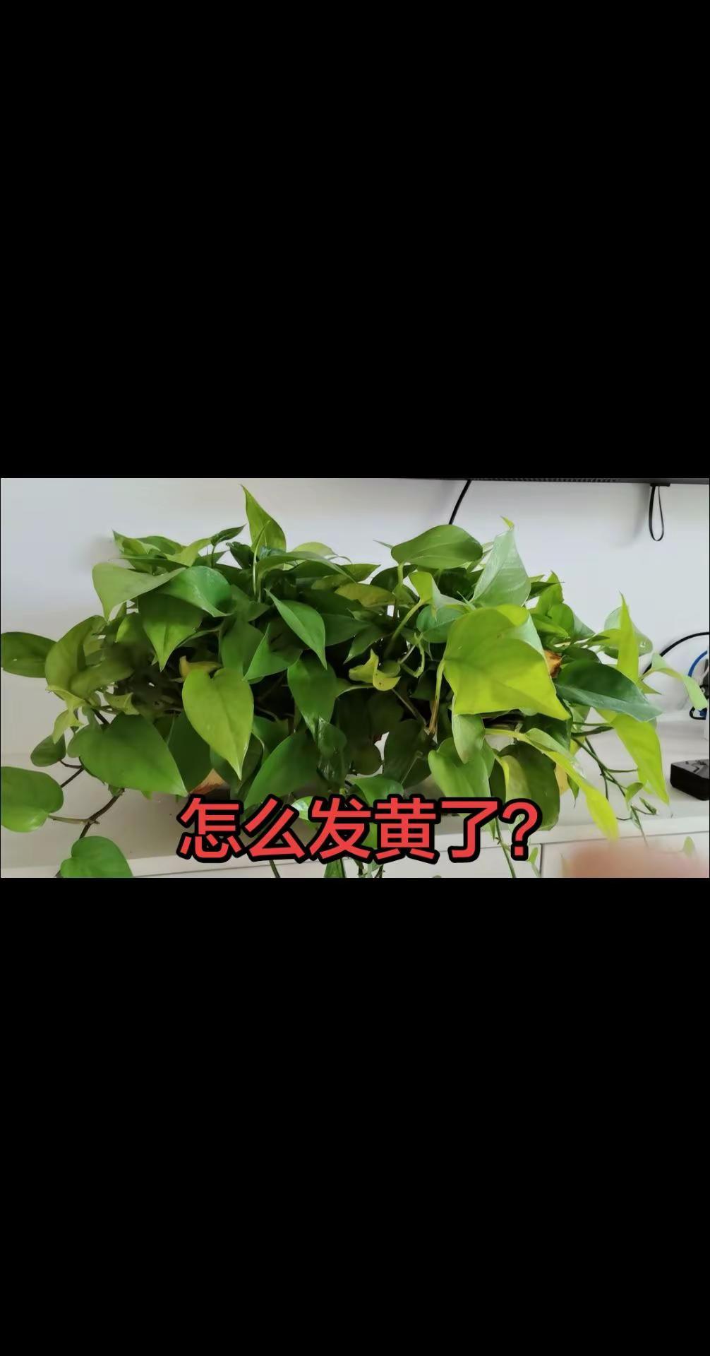 花妖好听！