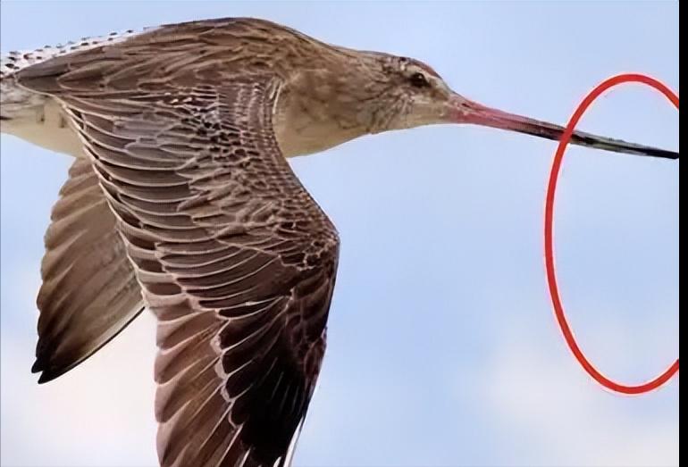 不吃不喝飞行11天，跨越13560公里，比轰炸机还能飞！这种鸟怎么做到的？原来，