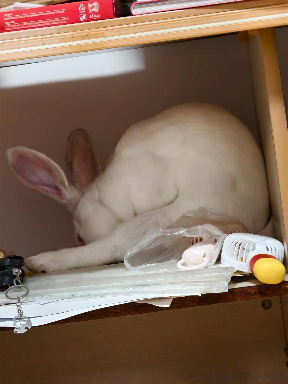 14358🐇【决战腿长之巅】 