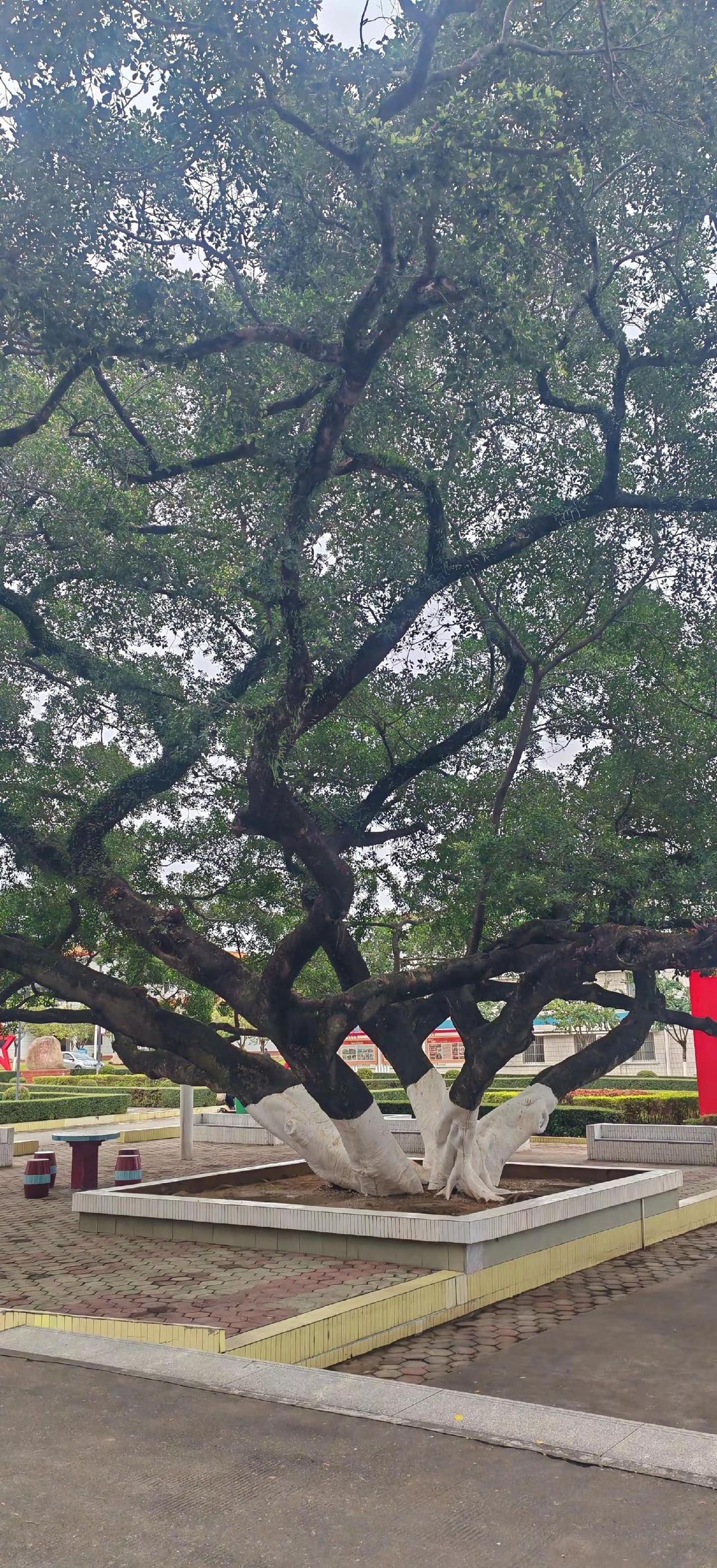 早已悄悄爱上贵港这座城市，过冬真的很舒服。真的好想回贵港了，如果能定居在贵港，我