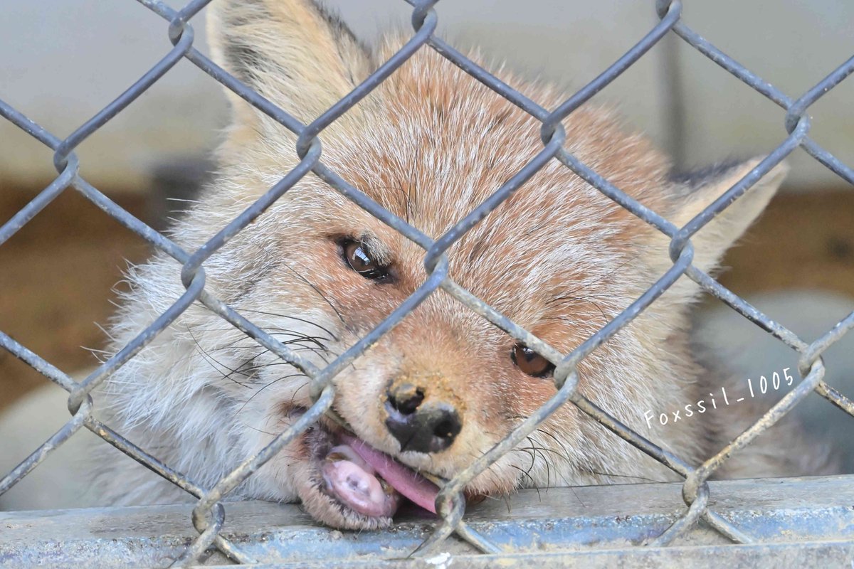 狐狸 舔舔～👅©️Foxssil_1005 