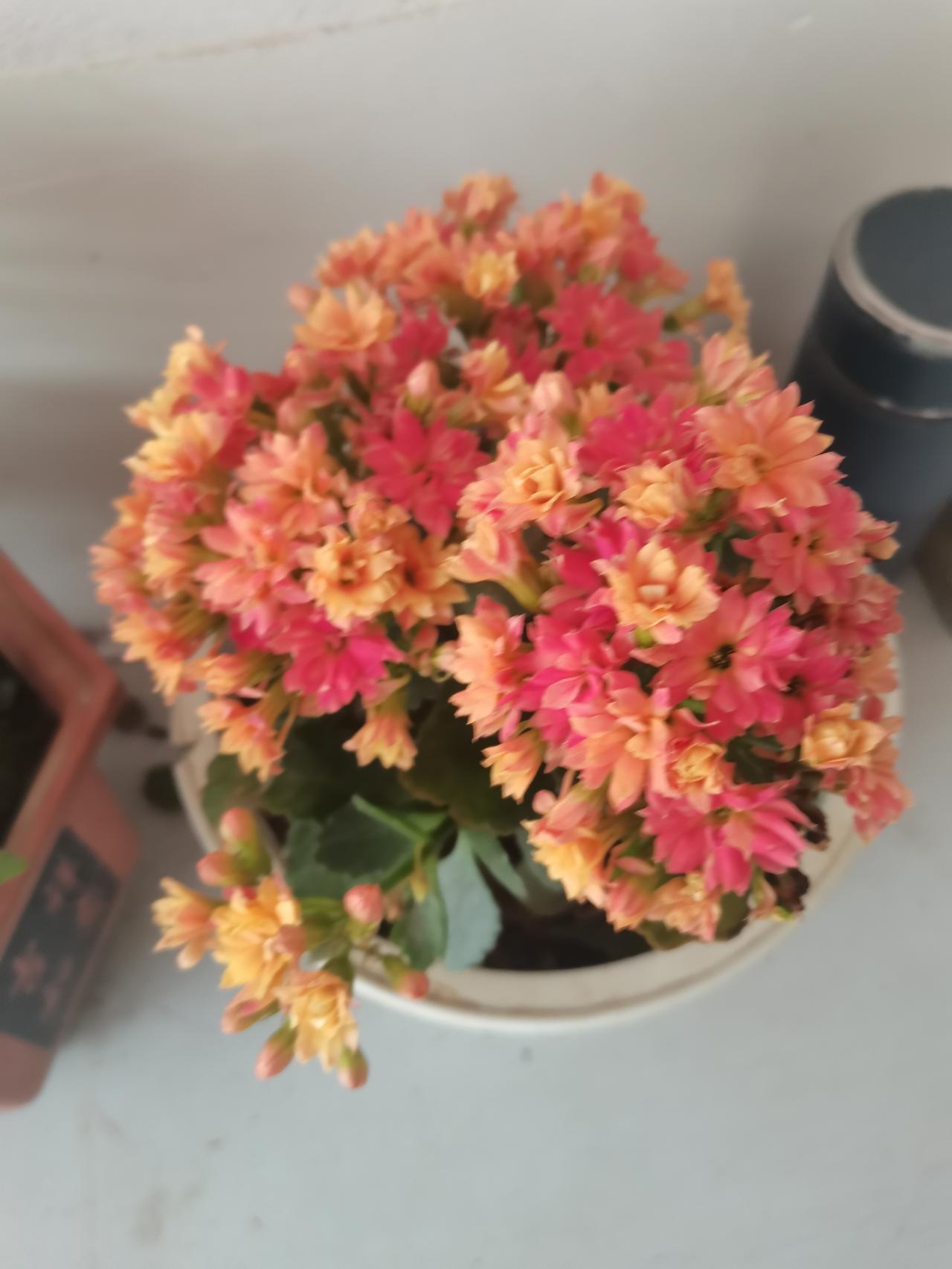 新年刚过，长寿花有的乍开，似浓缩版的睡莲。有的盛开，绿叶映衬着花团锦簇，象征着福