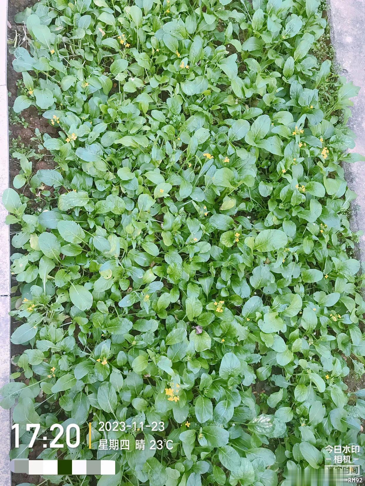 买的是白菜种子，结果长出这玩意，是油菜么？反正现在开花了，赶紧掐了吃掉。不过味道