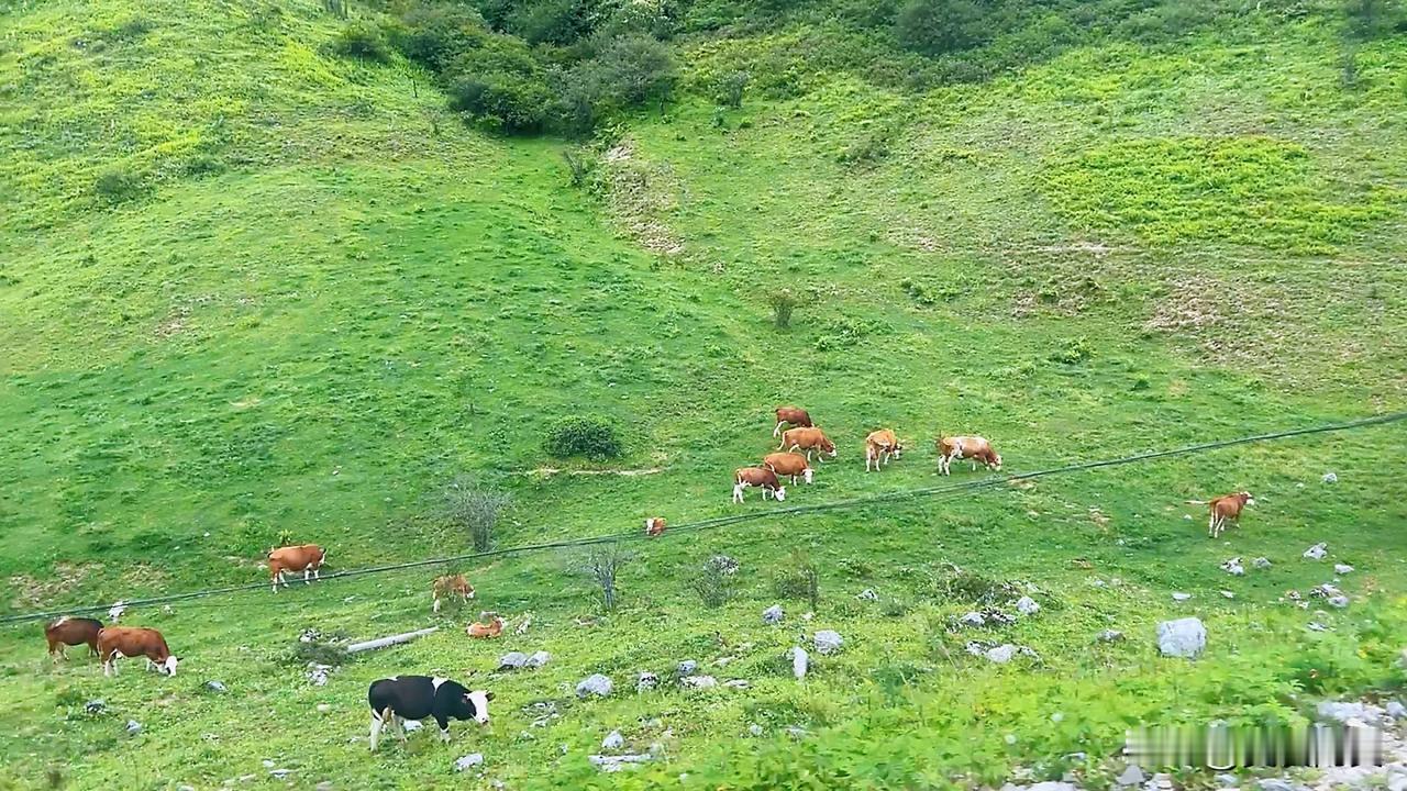 天苍苍雨茫茫，巫溪万幸城下好牧场。海拔2458.8米的天然大自然牧场，养育了一群
