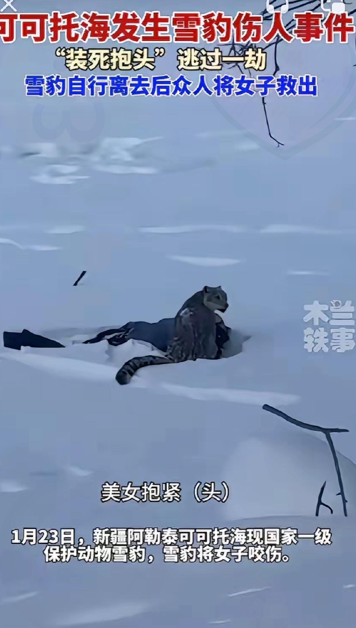 雪山之王袭人不是“挑衅”，而是生存的无奈！1月23日新疆可可托海的雪豹伤人事件，