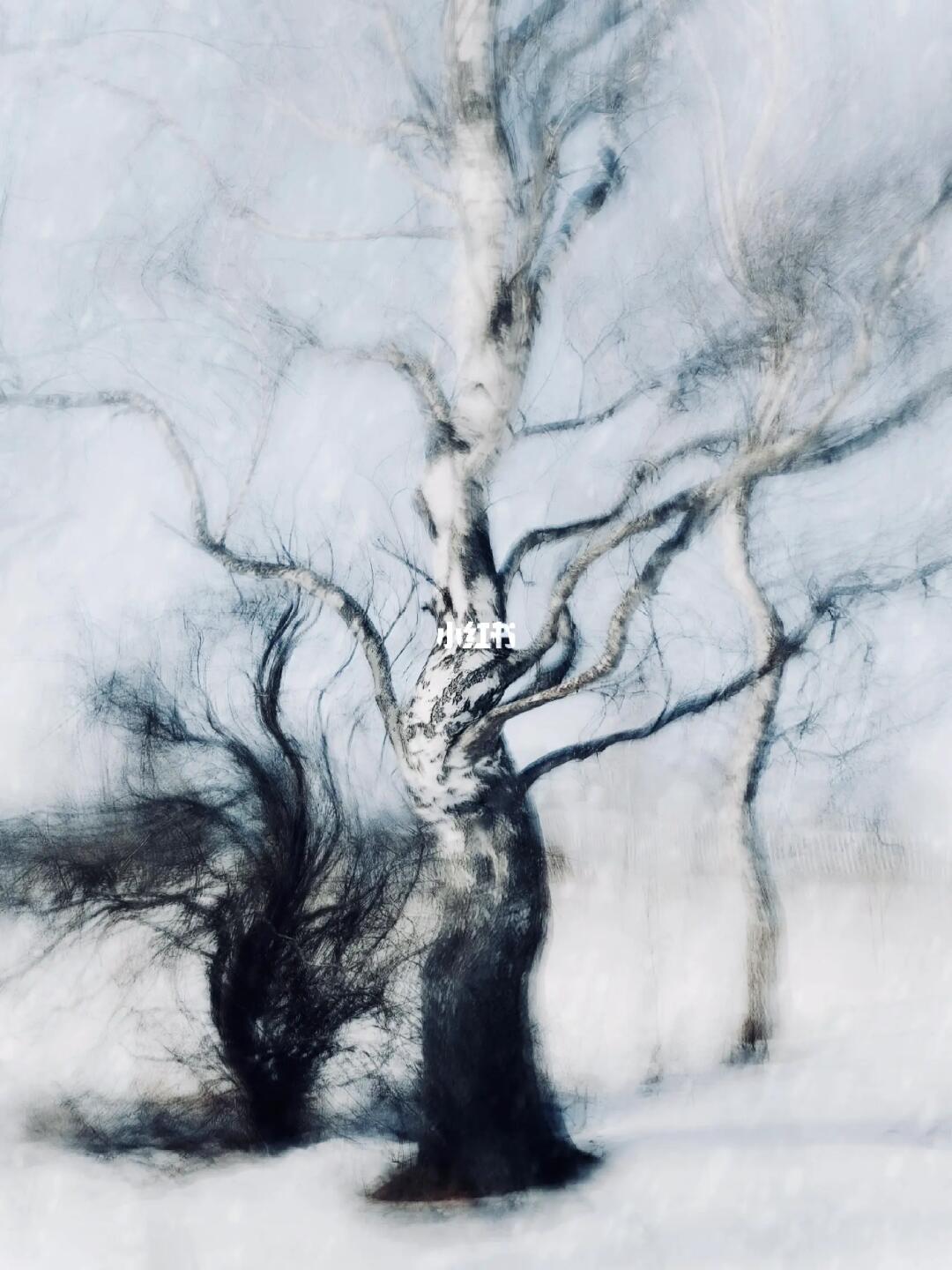 想交换一张树的照片