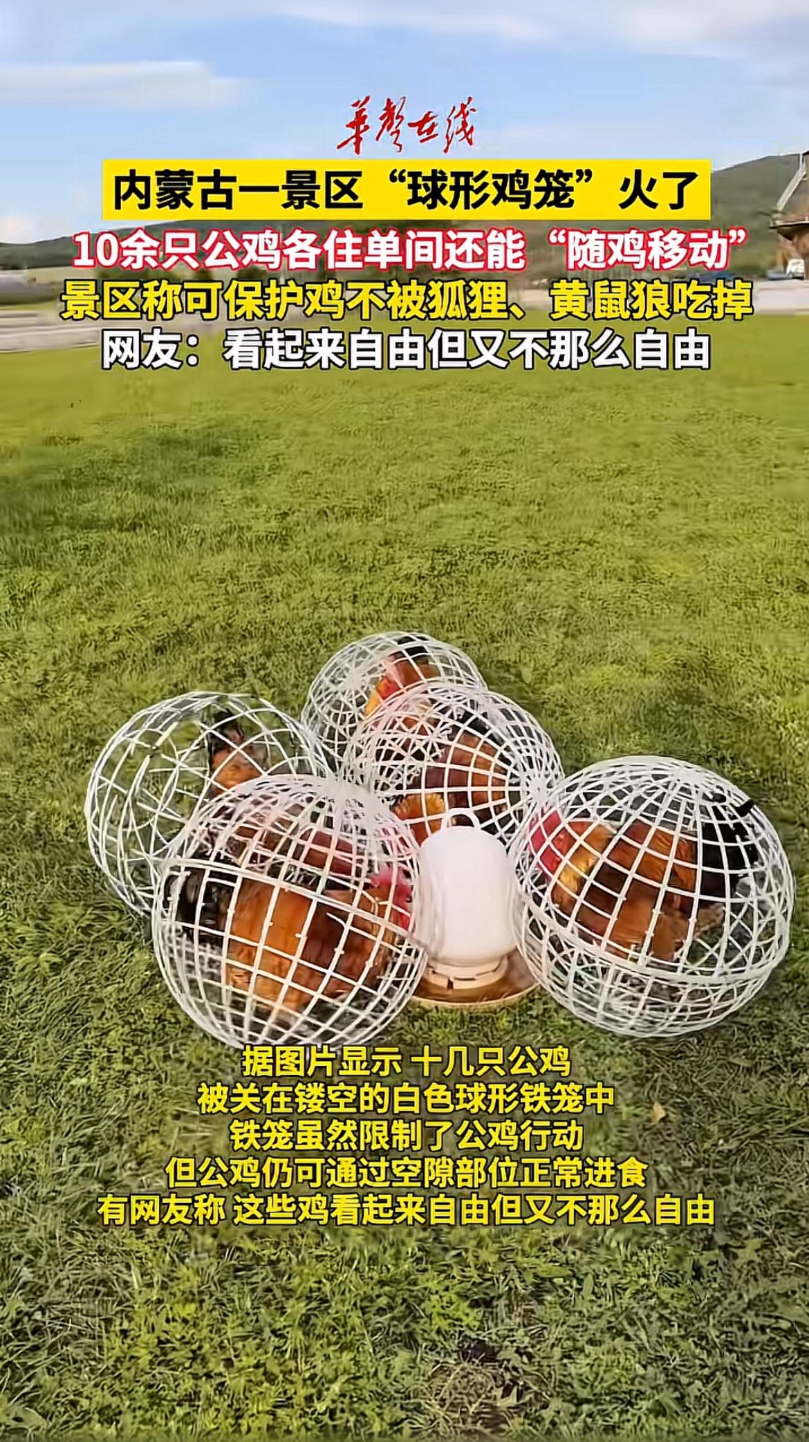 内蒙古一景区“球形鸡笼”火了，10余只公鸡各住单间还能“随鸡移动”，景区称可保护