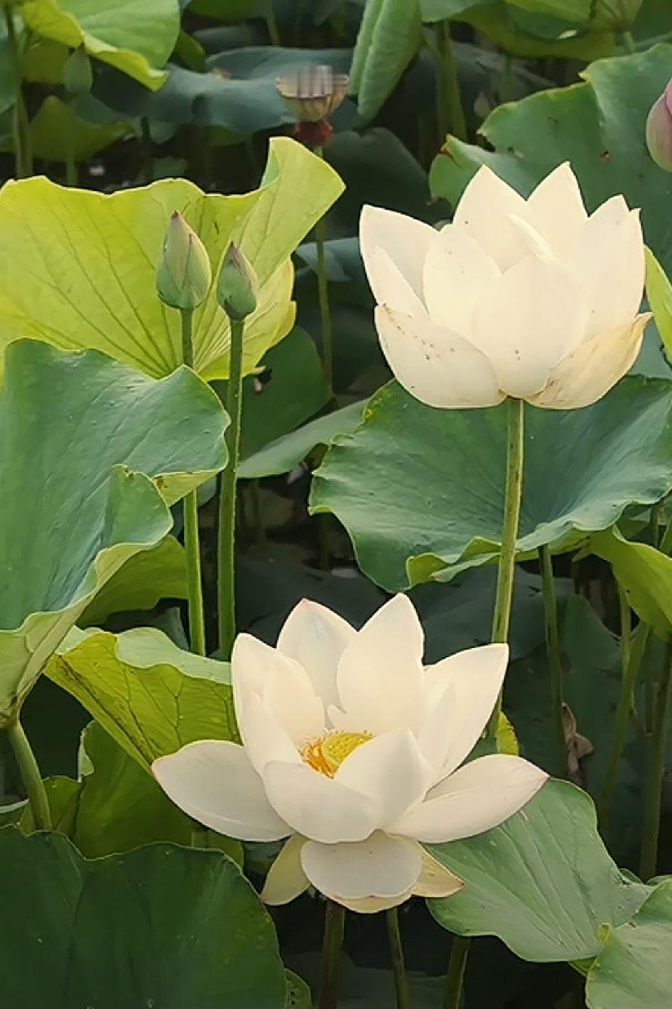 随手拍下美丽的花朵随手拍～