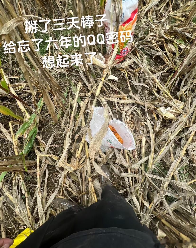 当十一放假遇到秋收[哈哈]打卡快乐十一万物皆可端 ​​​