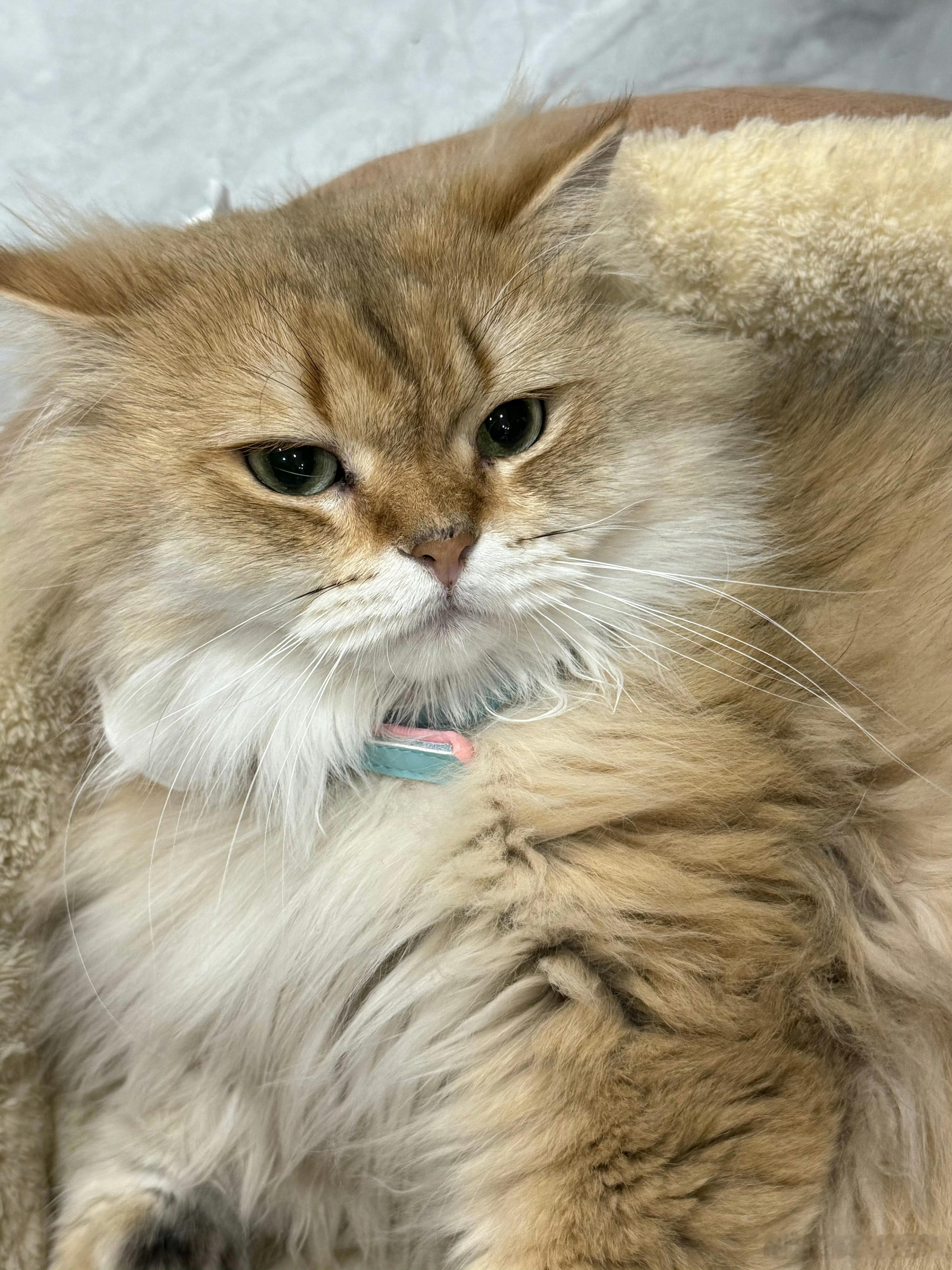给我一只小猫，我做什么都会成功的[小繁花]和平精英职业联赛[超话]2025pel