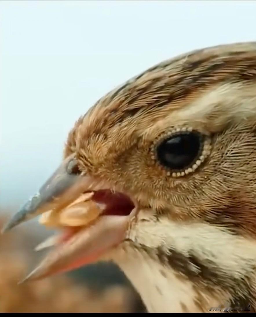 （原创）颠覆
一直以来，都认为麻雀和鸡一样--吃谷。
看秋收的时节，人忙，这雀儿