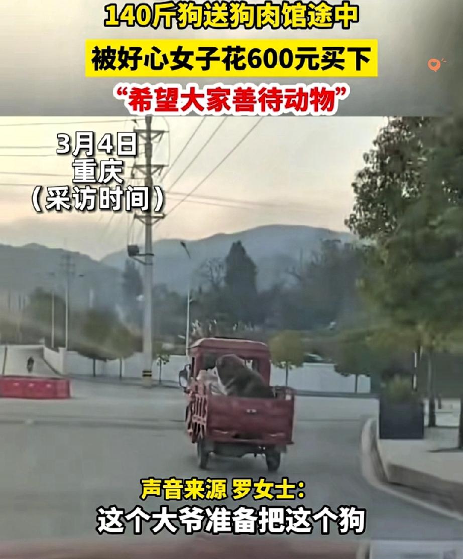 谁能想到，140斤的大狗会用“妈妈”两个字救命！

重庆曹女士路上撞见大爷用三轮