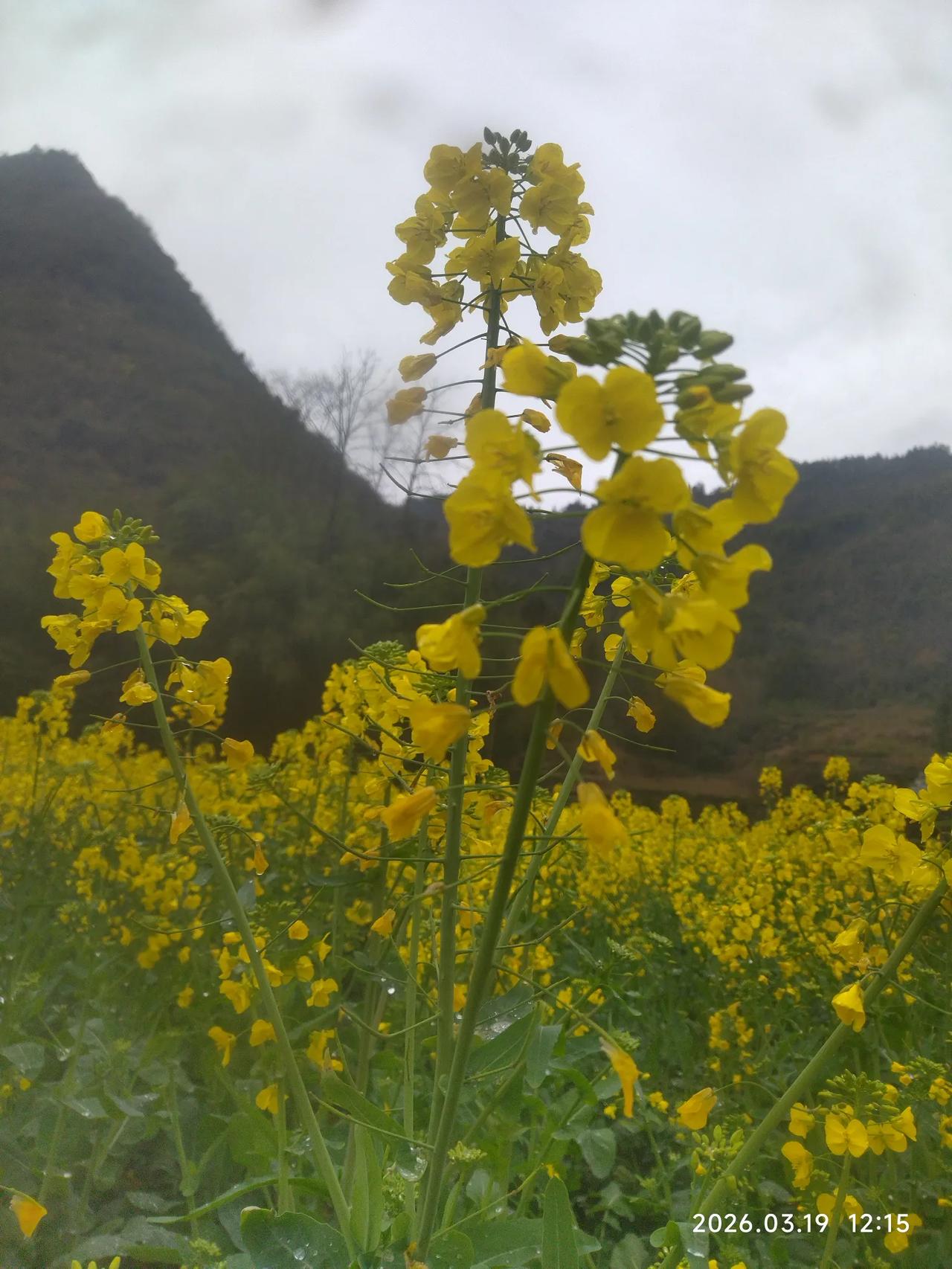 春风得意忘形笑，
今年油菜花开早，
谁说金花最风骚？
吾看她是太高傲。
春日暖阳