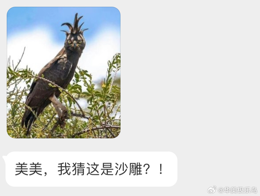 头上一撮呆毛的【长冠鹰雕】 ​​​